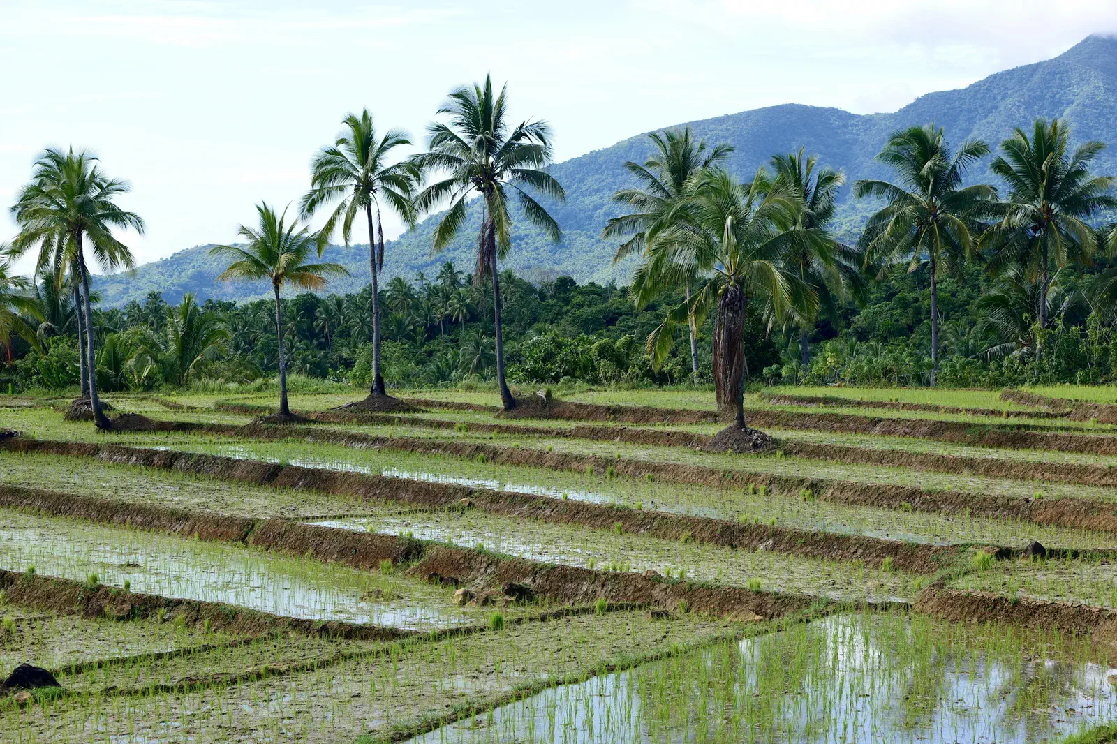Flooded rice paddies with coconut palms and green mountains behind, on Biliran Island