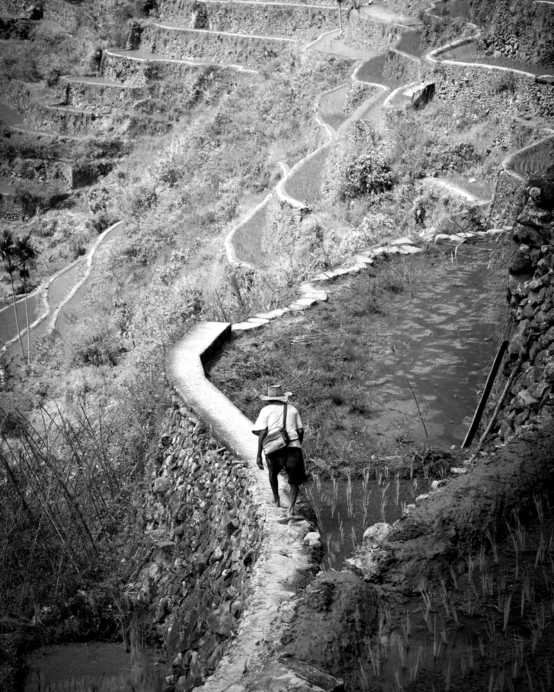 Black and white print: a farmer walking a stone path through rice terraces