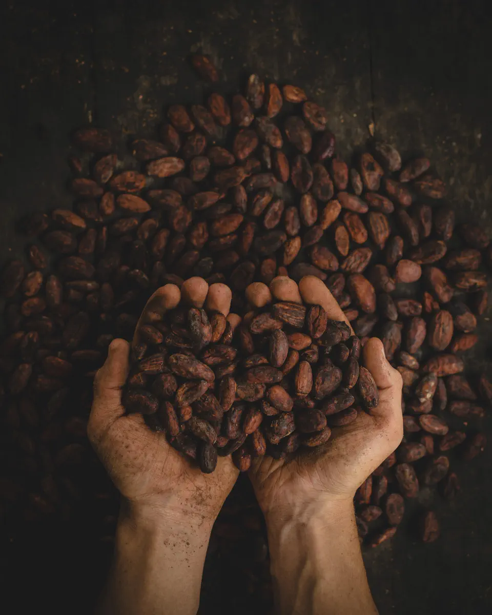 Cupped hands holding a heap of cacao beans