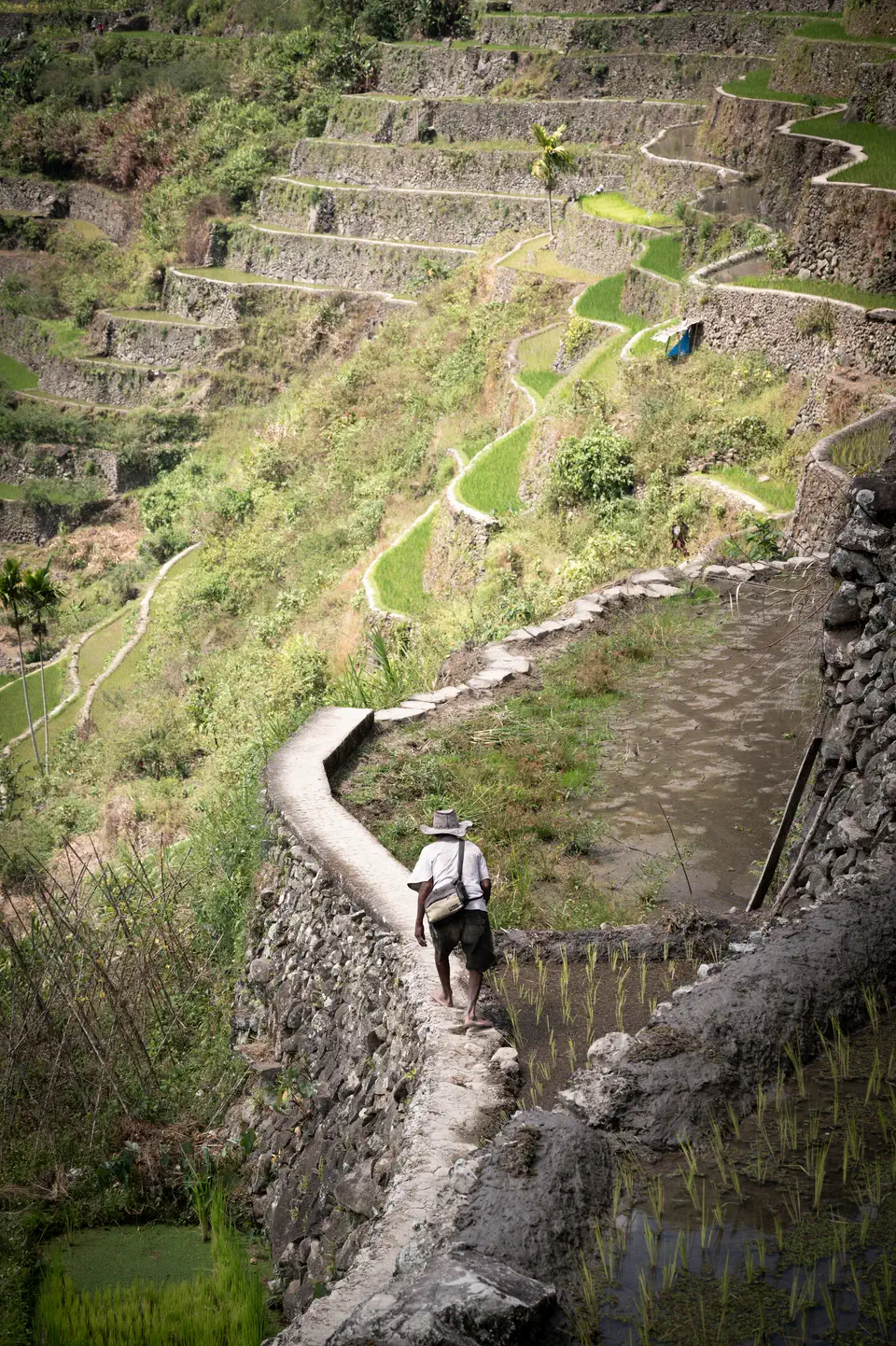 A farmer seen from behind walking along a stone path through green rice terraces